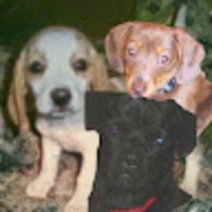 Meet your Posher, George m.